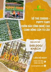 NỬA NGÀY CÙNG PUPPY FARM, ZOODOO VÀ CẨM TÚ CẦU ĐÀ LẠT