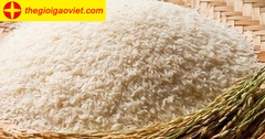 Địa chỉ cung cấp gạo bắc hương thơm ngon, chất lượng