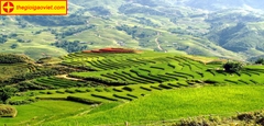 Gạo séng cù, đặc sản của ngành lương thực Điện Biên