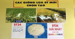 Gạo ST24 của Việt Nam đạt 