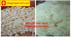 Những kiến thức cần biết về gạo nếp cái hoa vàng
