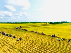 Giá lúa gạo hôm nay 5/9/2024: Giá gạo tăng 50 - 150 đồng/kg