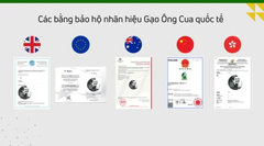 Các thị trường xuất khẩu Gạo Ông Cua ST25