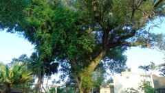 Chuyện đời của “cụ cây” từng trải qua 5 thế kỷ tại VN