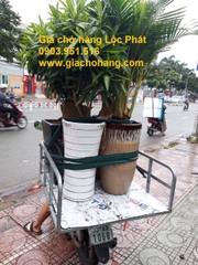 Giá chở hàng chở chậu cây cảnh