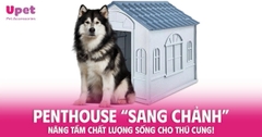 PENTHOUSE “SANG CHẢNH” - NÂNG TẦM CHẤT LƯỢNG SỐNG CHO THÚ CƯNG!
