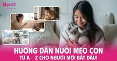 Hướng Dẫn Nuôi Mèo Con Từ A - Z Cho Người Mới Bắt Đầu!