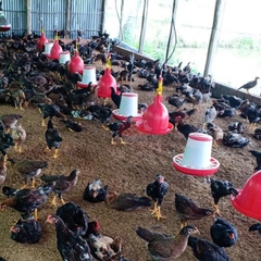 Máng ăn cho gà thả vườn - Giải pháp hiệu quả cho chăn thả tự nhiên