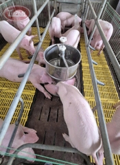 MÁNG ĂN CHO LỢN CON INOX NỬA BAO – BỀN, SẠCH, TIẾT KIỆM THỨC ĂN HIỆU QUẢ