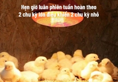 Hẹn giờ luân phiên tuần hoàn theo 2 chu kỳ lớn điều khiển 2 chu kỳ nhỏ