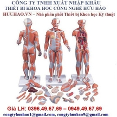 MÔ HÌNH CƠ TOÀN THÂN NAM, NỮ, 33 PHẦN 3B SCIENTIFIC