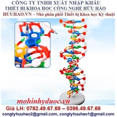 MÔ HÌNH GIẢI PHẪU CẤU CẤU TRÚC PHÂN TỬ ADN