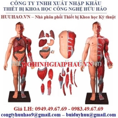 MÔ HÌNH GIẢI PHẪU CƠ TOÀN THÂN GD/A10001