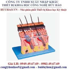 Mô hình giải phẫu da GD/A41001