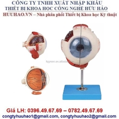 MÔ HÌNH GIẢI PHẪU MẮT VÀ NHÃN CẦU GD/A17101