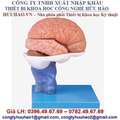 MÔ HÌNH GIẢI PHẪU NÃO NGƯỜI 15 PHẦN GD/A18203