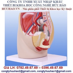 MÔ HÌNH GIẢI PHẪU CƠ QUAN SINH DỤC NỮ