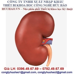 MÔ HÌNH GIẢI PHẪU THẬN GD/A14005