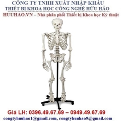 MÔ HÌNH KHUNG XƯƠNG TOÀN THÂN NASCO