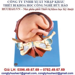 MÔ HÌNH MÔ PHỎNG QUÁ TRÌNH SINH ĐẺ GD/A42007