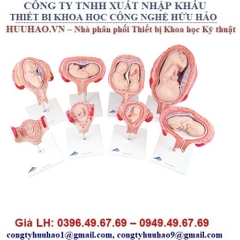 Mô hình phôi thai từ tháng 1 đến tháng thứ 9