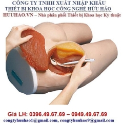 Mô hình tiêm bắp mông 3B Scientific – Đức