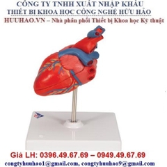 BỘ MÔ HÌNH GIẢI PHẪU TIM NGƯỜI 3B SCIENTIFIC