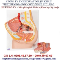 BỘ MÔ HÌNH XƯƠNG CHẬU NỮ 3B SCIENTIFIC