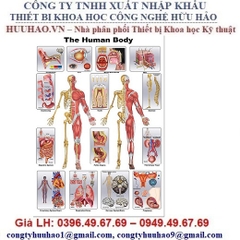 TRANH MÔ HÌNH GIẢI PHẪU SINH LÝ
