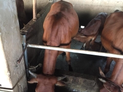 Bò sinh sản mẹ braman con 3bbb 5 tháng ngày 16-9-2018