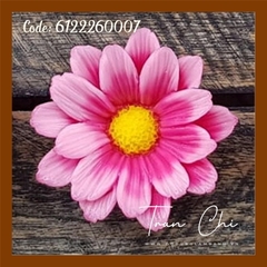 T07 - Khuôn silicone Hoa CÚC CHÂU PHI (9/9)