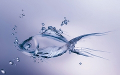 Fish collagen – loại collagen đắc giá nhất và tốt nhất hiện nay