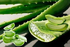 Lô Hội Trong Chăm Sóc Da Co Những Lợi Ích NÀo?