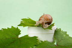 Snail Mucin (Dịch Ốc Sên): Thành Phần ‘Vàng’ Trong Phục Hồi Da