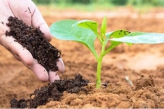 Biến thực phẩm thải bỏ thành phân vi sinh trồng cây và cải tạo đất hiệu quả