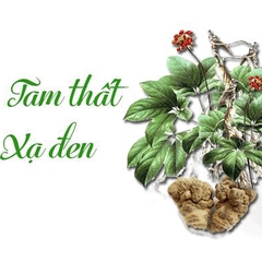 Tam thất xạ đen có tác dụng gì?