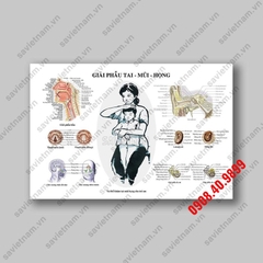 Tranh giải phẫu tai mũi họng - MS02