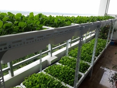 Kệ trồng rau | Kệ trồng cây - Giải pháp tối ưu để tự có rau sạch ăn