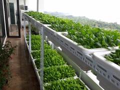 Kệ trồng rau | Kệ trồng cây - Giải pháp tối ưu để tự có rau sạch ăn