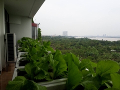 Kệ sắt trồng rau - Trồng rau sạch tại nhà giá rẻ, kệ chắc chắn