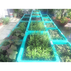 Kệ trồng rau bậc thang | Trồng rau sạch tại nhà | Nông nghiệp hữu cơ