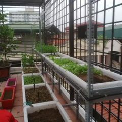 Kệ trồng rau bậc thang | Trồng rau sạch tại nhà | Nông nghiệp hữu cơ