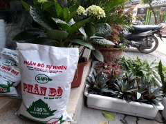 Phân Bò Miền Bắc | Tốt | Giá Rẻ, Sẵn Hàng Cho Trang Trại Lớn