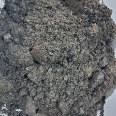 Phân bò Hải Dương | Số lượng lớn + Nhỏ | Hàng tốt + Giá rẻ