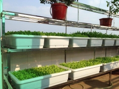 Phân Bò Hà Nội | Giá Rẻ, Nguyên Chất, Giao Hàng Ngay