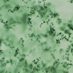 Trichoderma - Nấm trichoderma | Chất lượng cao, giá tốt