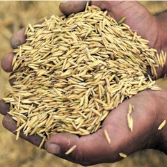 Vỏ trấu tươi, Vỏ trấu sống báo lớn 50dm3 (50 lít) giá cực rẻ