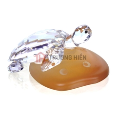 Chú Rùa Trên Tảng Đá