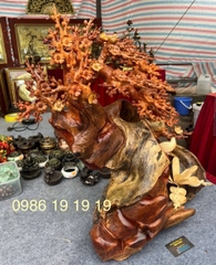 Cây mai bon sai gỗ hương Gia Lai