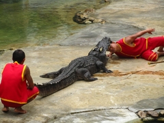 Full Day Crocodile Farm And Ancient City